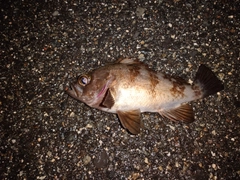 メバルの釣果