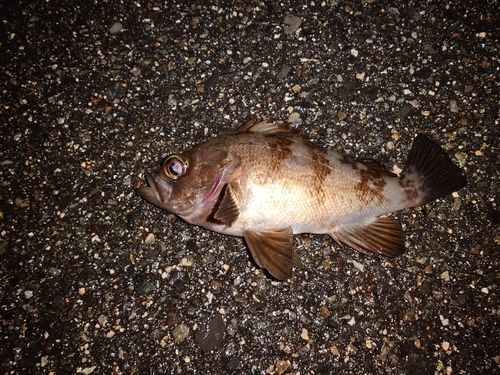 メバルの釣果