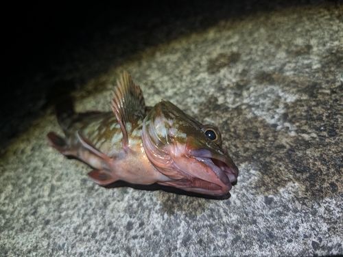 キジハタの釣果
