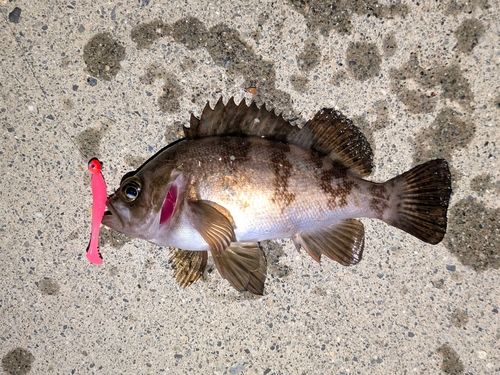 シロメバルの釣果