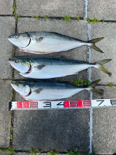 ブリの釣果