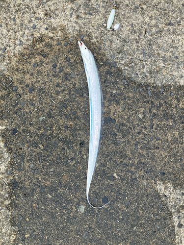 タチウオの釣果