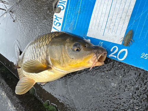 コイの釣果