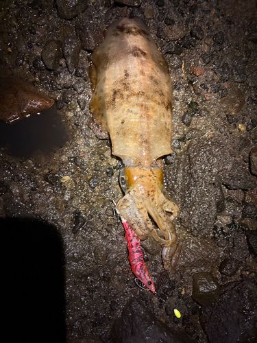 アオリイカの釣果