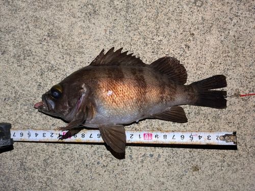 シロメバルの釣果