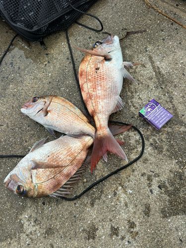 タイの釣果