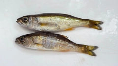 ムツの釣果