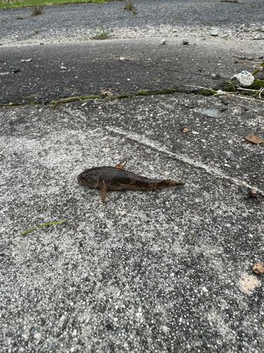 ドンコの釣果