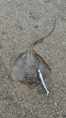 アカエイの釣果