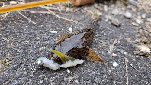 ドンコの釣果