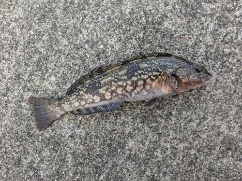 アイナメの釣果
