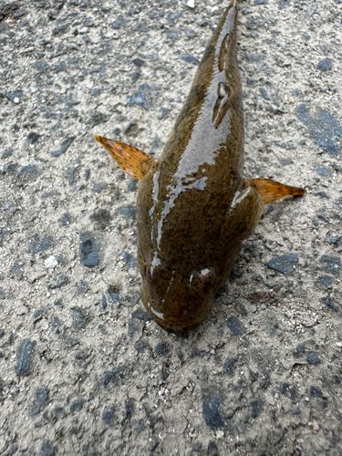 ドンコの釣果