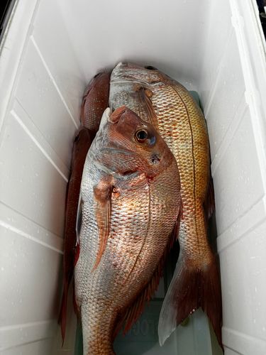 マダイの釣果