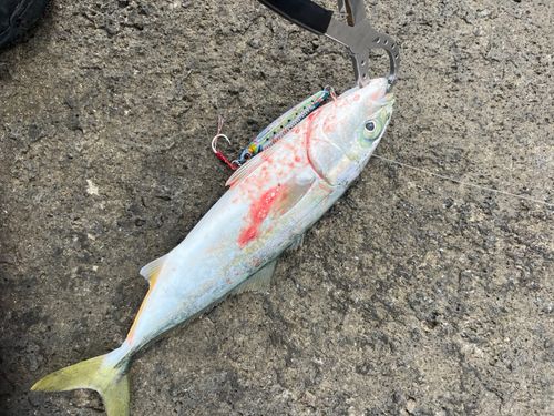 ツバスの釣果