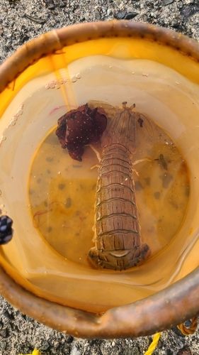 シャコの釣果