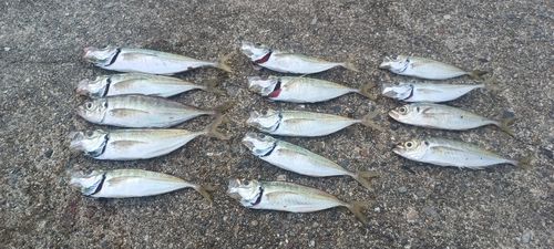 マアジの釣果