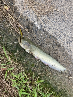 ナマズの釣果