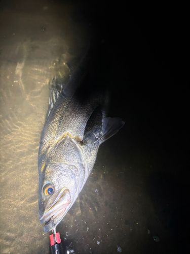 スズキの釣果