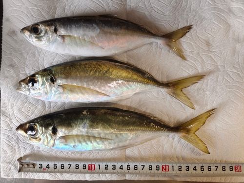 アジの釣果