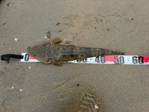 マゴチの釣果