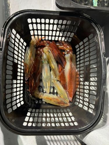 マイカの釣果