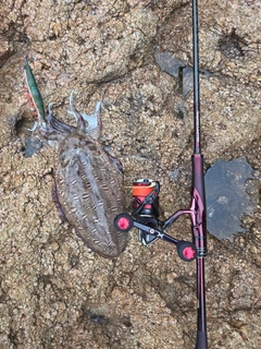 モンゴウイカの釣果