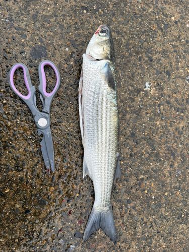 ボラの釣果