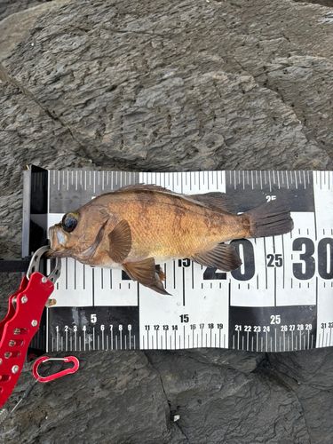 メバルの釣果