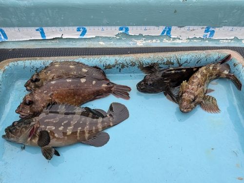 カサゴの釣果