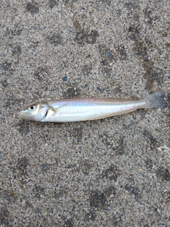 キスの釣果