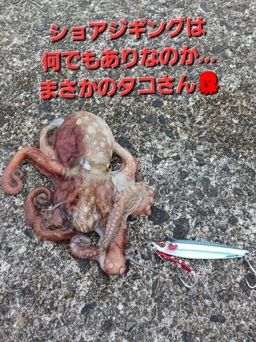 タコの釣果