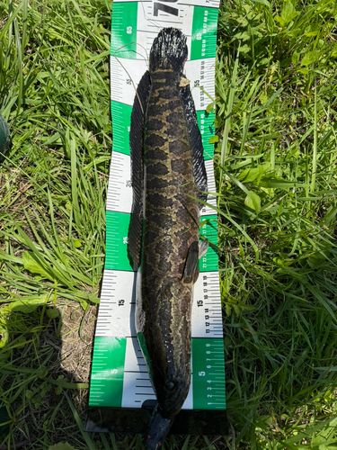 ライギョの釣果