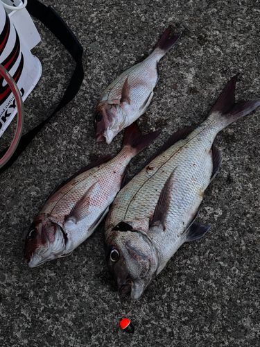 マダイの釣果