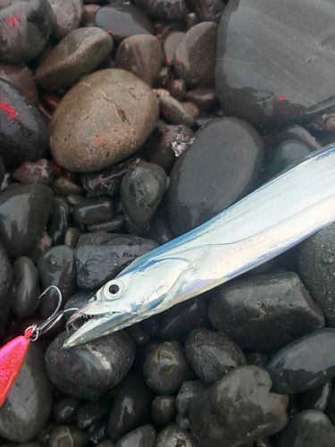 タチウオの釣果