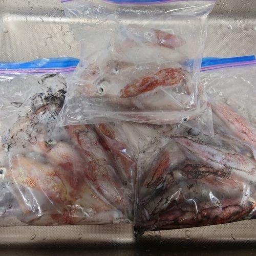 ケンサキイカの釣果