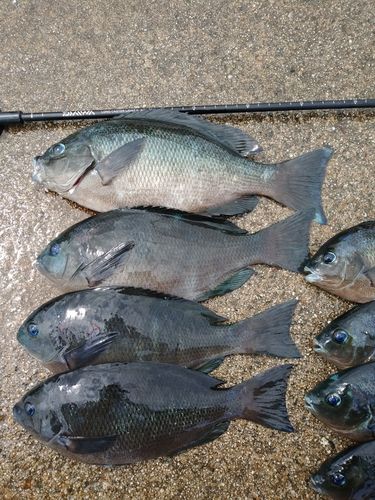 メジナの釣果