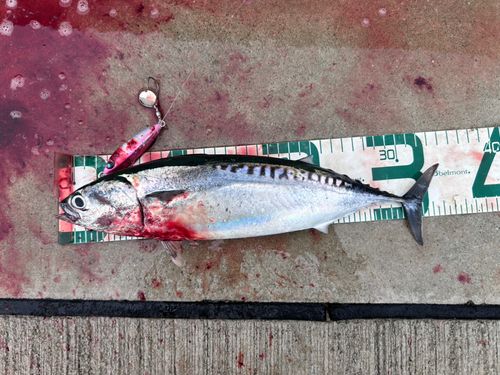 ソウダガツオの釣果
