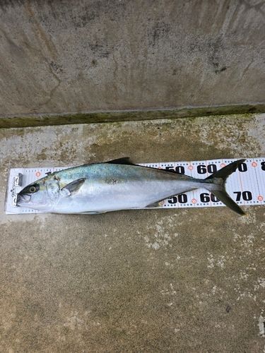 ヒラマサの釣果
