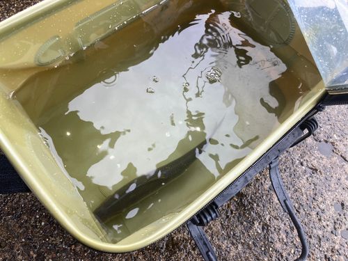 コノシロの釣果