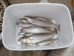 キスの釣果