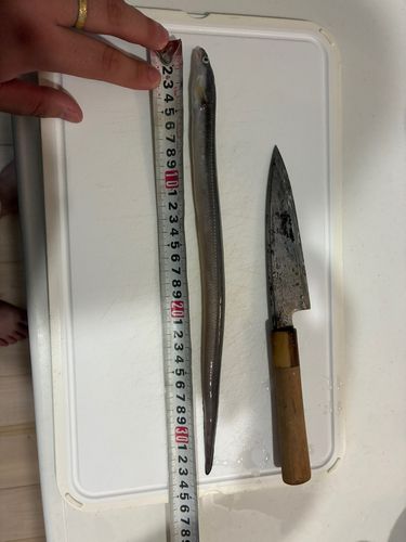 アナゴの釣果