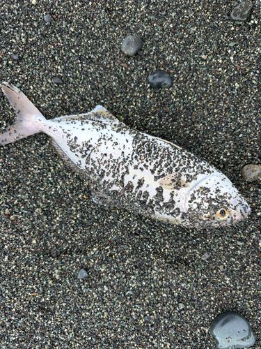 ショゴの釣果