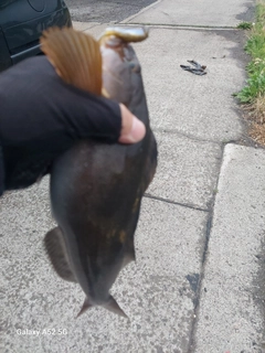 アブラコの釣果