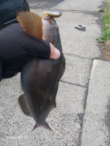 アブラコの釣果