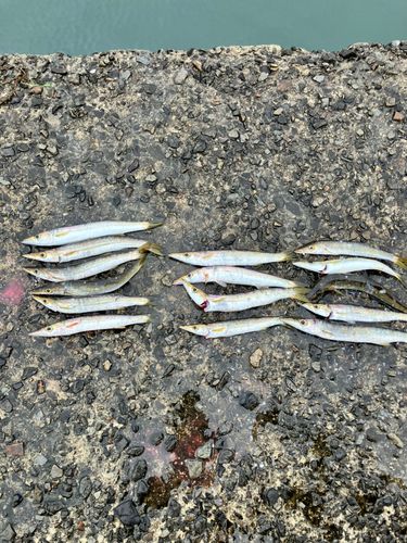 カマスの釣果