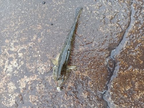 ハゼの釣果