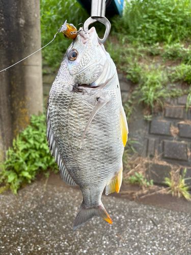 キビレの釣果