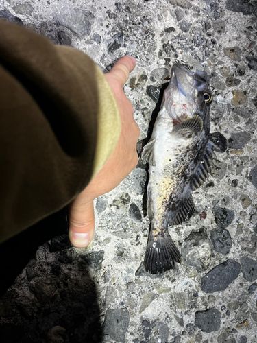 ソイの釣果
