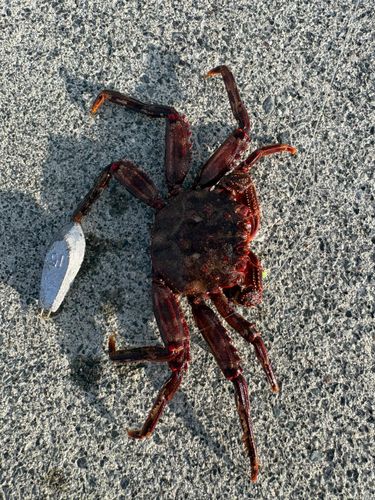 カニの釣果
