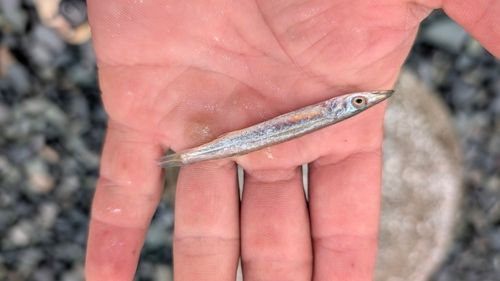 カマスの釣果